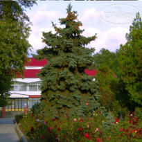 Kavkaz 