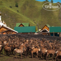 Маральник Altai Palace 