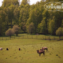 Маральник Altai Palace 