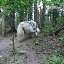Эдельвейс