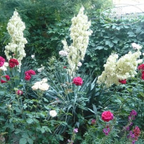 Международный розарий