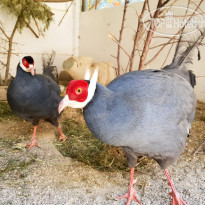 Лазурный мини-зоопарк