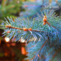 Апартаменты у моря "Виктория" 