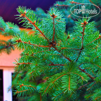 Апартаменты у моря "Виктория" 