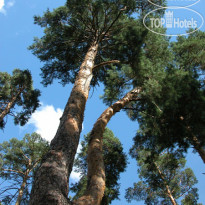 Серебряный Бор 