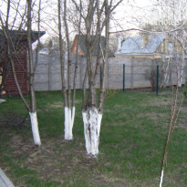 Милый Дольче Вита 