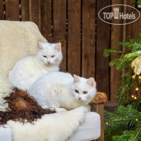 Горная Роза 