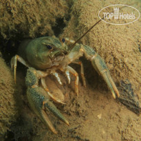 Сычики Дайв-Центр 