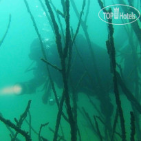 Сычики Дайв-Центр 