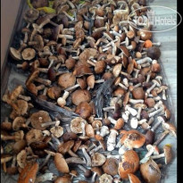 Лесной Берег