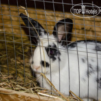 Лесное озеро (Woods Lake Resort) 