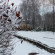 Yasnaya Polyana 
