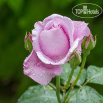 La Rose