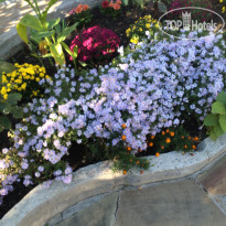 Катюша На Подгорной Клумба