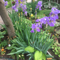 Катюша На Подгорной Цветы