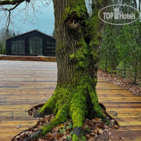 Ambient Park by Russian Seasons Вековой дуб осенью