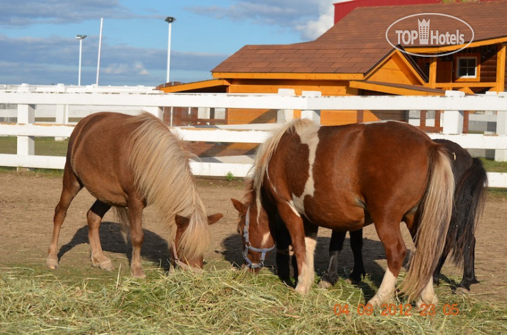 New photos from tourists Парк Отель Виктория