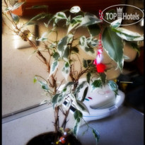 Trakia Bed&Breakfast 