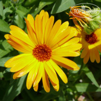 Harmony Hills сад