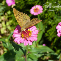 Harmony Hills сад