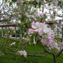 Villa Zelenika 