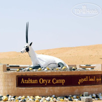 Arabian Oryx Camp