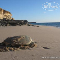 Ras Al Jinz Carapace Пляж