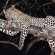 Savute Elephant Lodge A Belmond Safari Botswana