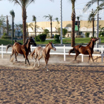 Concorde El Salam Hotel Sharm El Sheikh 