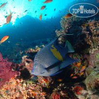 Camel Dive Club & Hotel