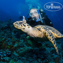 Camel Dive Club & Hotel
