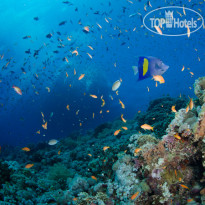 Camel Dive Club & Hotel
