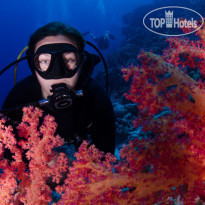 Camel Dive Club & Hotel