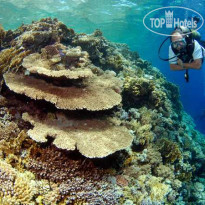 Camel Dive Club & Hotel