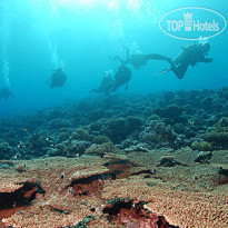 Camel Dive Club & Hotel