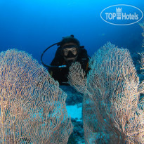Camel Dive Club & Hotel