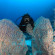 Camel Dive Club & Hotel 