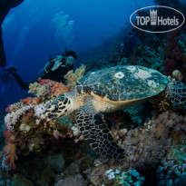Camel Dive Club & Hotel