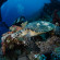 Camel Dive Club & Hotel 