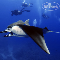 Camel Dive Club & Hotel