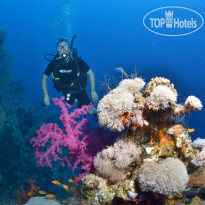 Camel Dive Club & Hotel