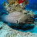 Camel Dive Club & Hotel 
