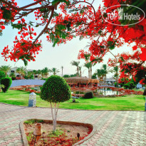 Royal Regency Club Landscape