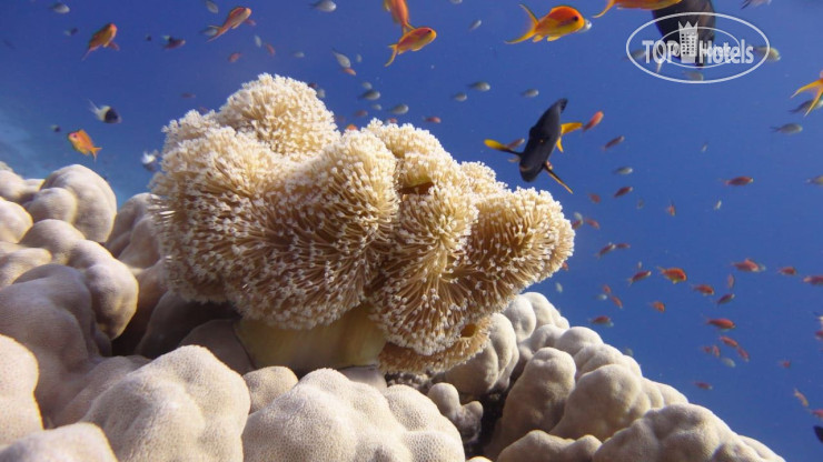 Hotel photo Xperience Sea Breeze Resort 5*