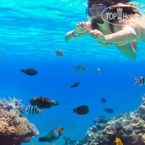 Steigenberger Ras Soma Snorkeling