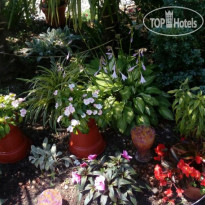 Цветущий сад 