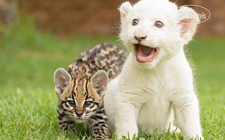 Don Udo's Hotel and Restaurante 22