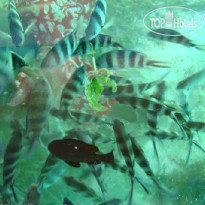 Papillon Lagoon Reef 