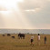 Elephant Pepper Camp Masai Mara by Elewana 