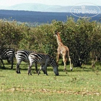 Mara Serena Safari Lodge